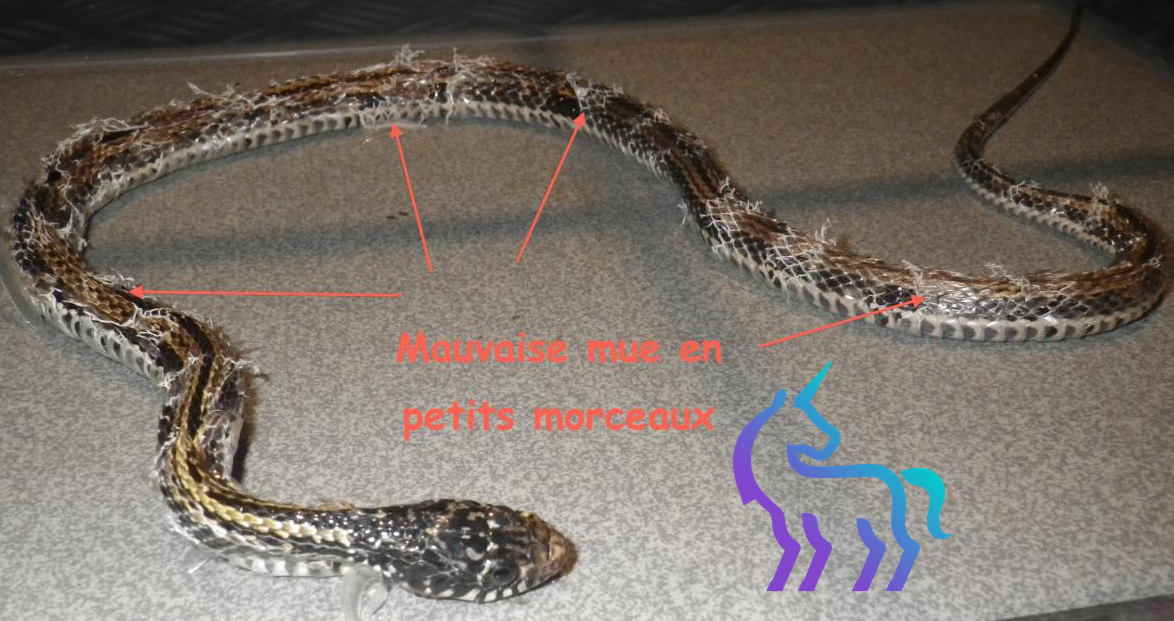 Rétention de mue pathologique