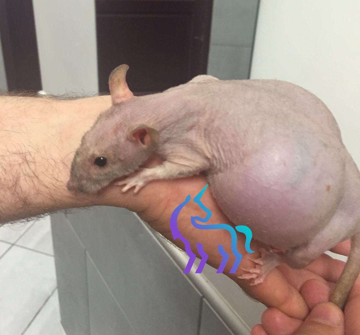 Mégacôlon chez le rat