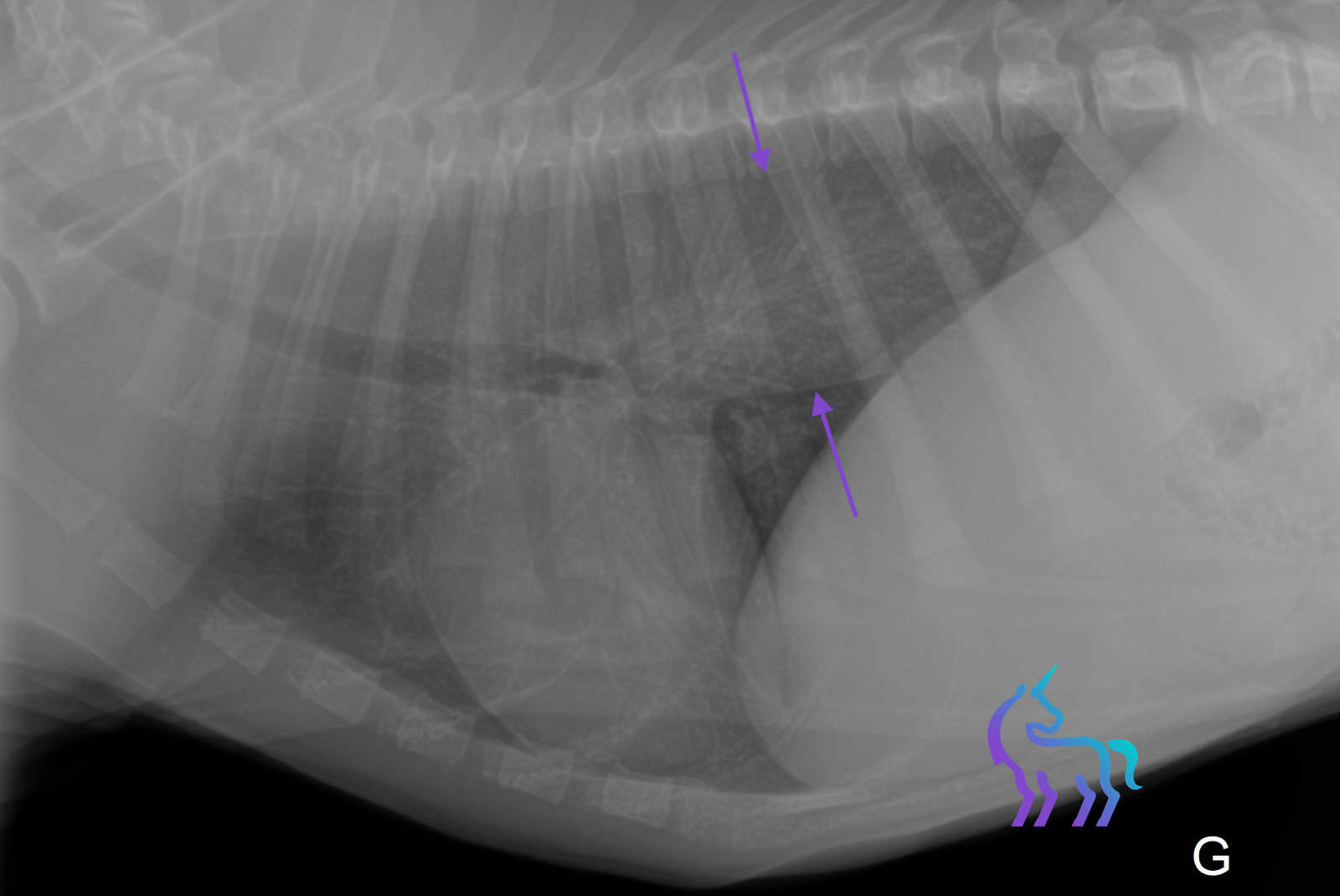 Radiographie thoracique montrant une dilatation de l’œsophage chez un chien