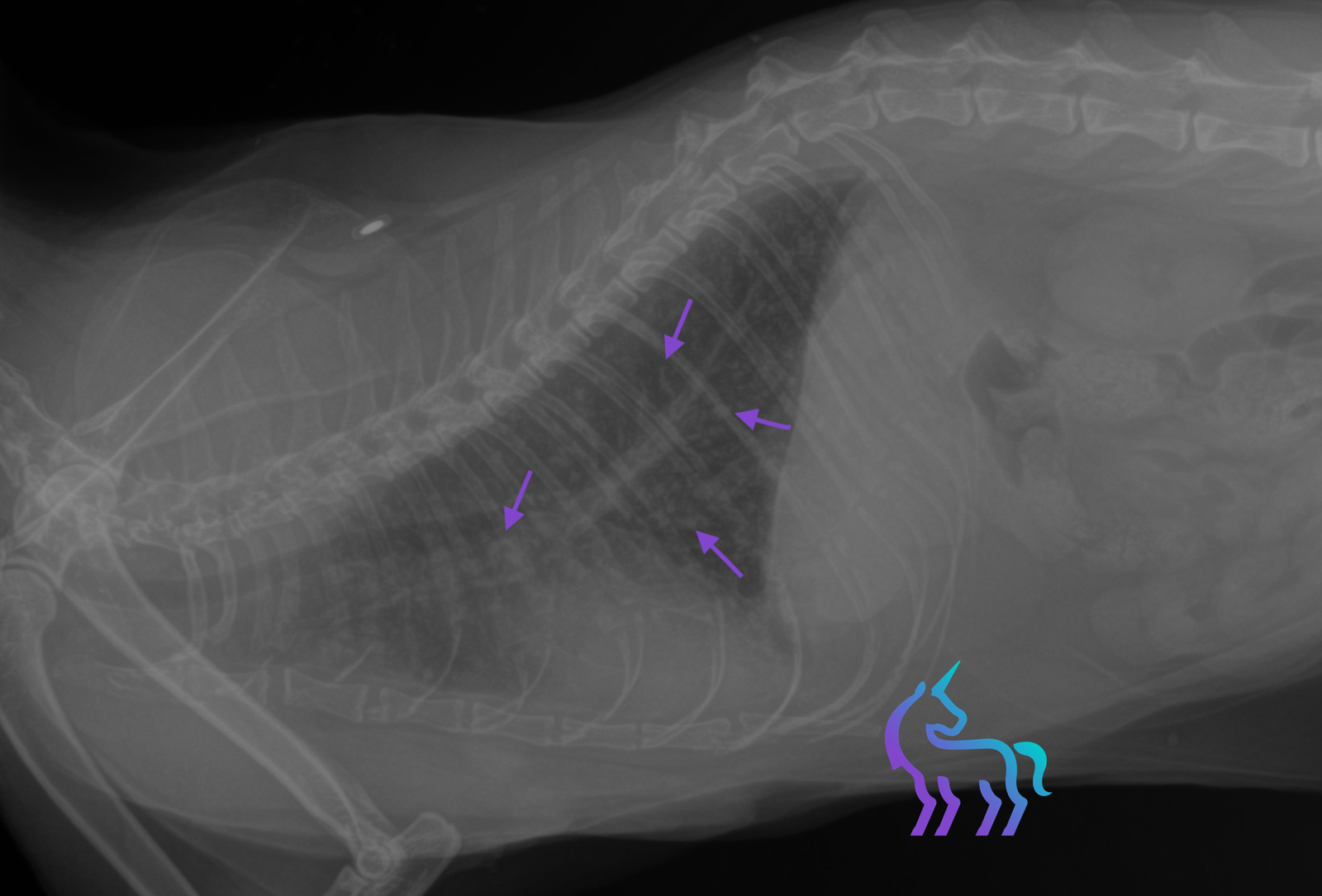 Aspect miliaire pulmonaire chez une chatte - Radiographie latérale