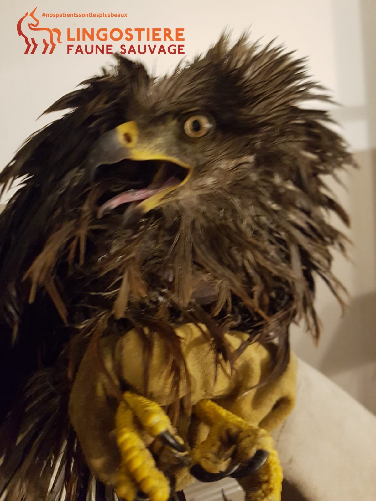 Milan Noir plumage mouillé 1