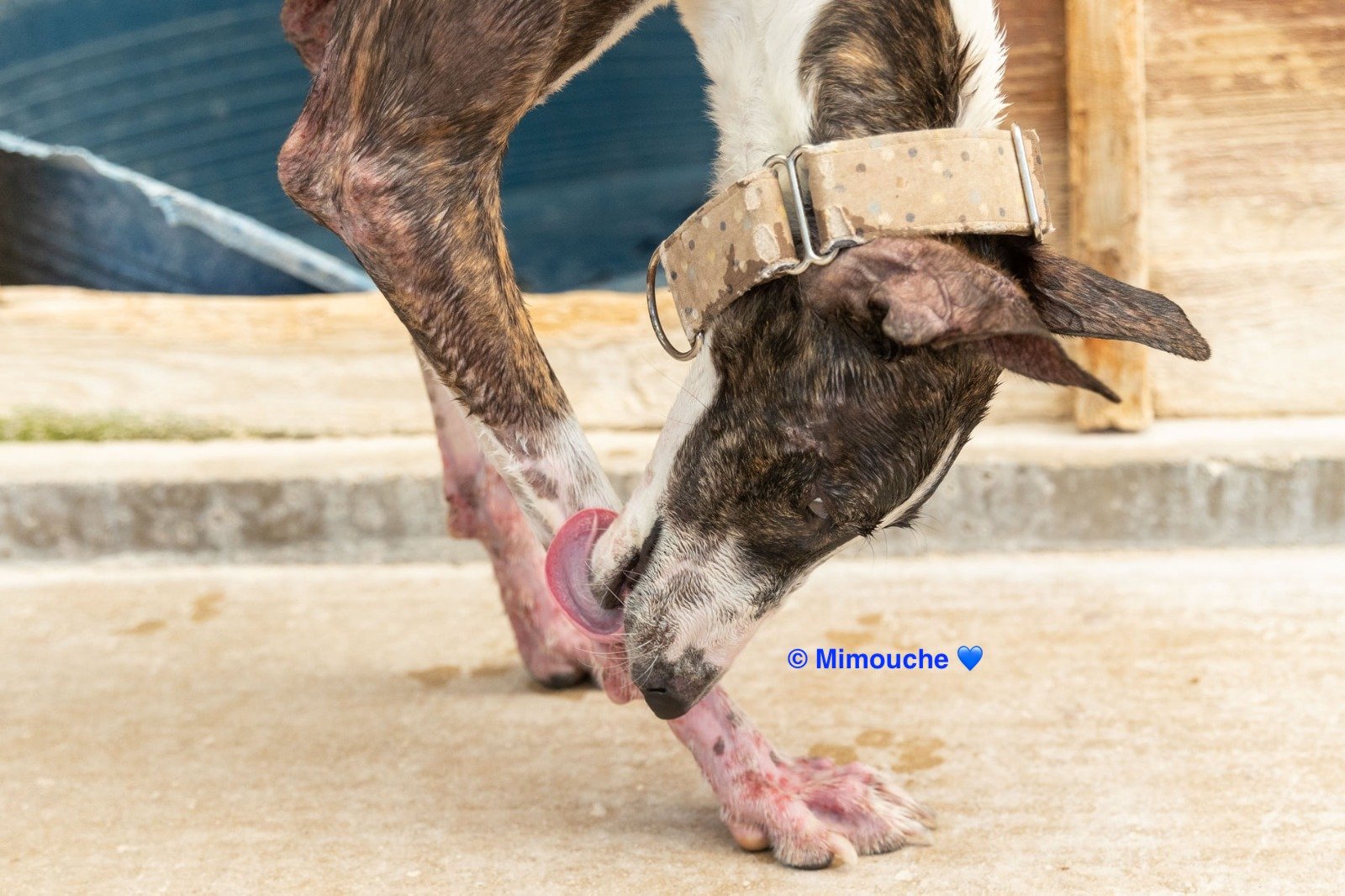 Chien Mimouche atteint de leishmaniose