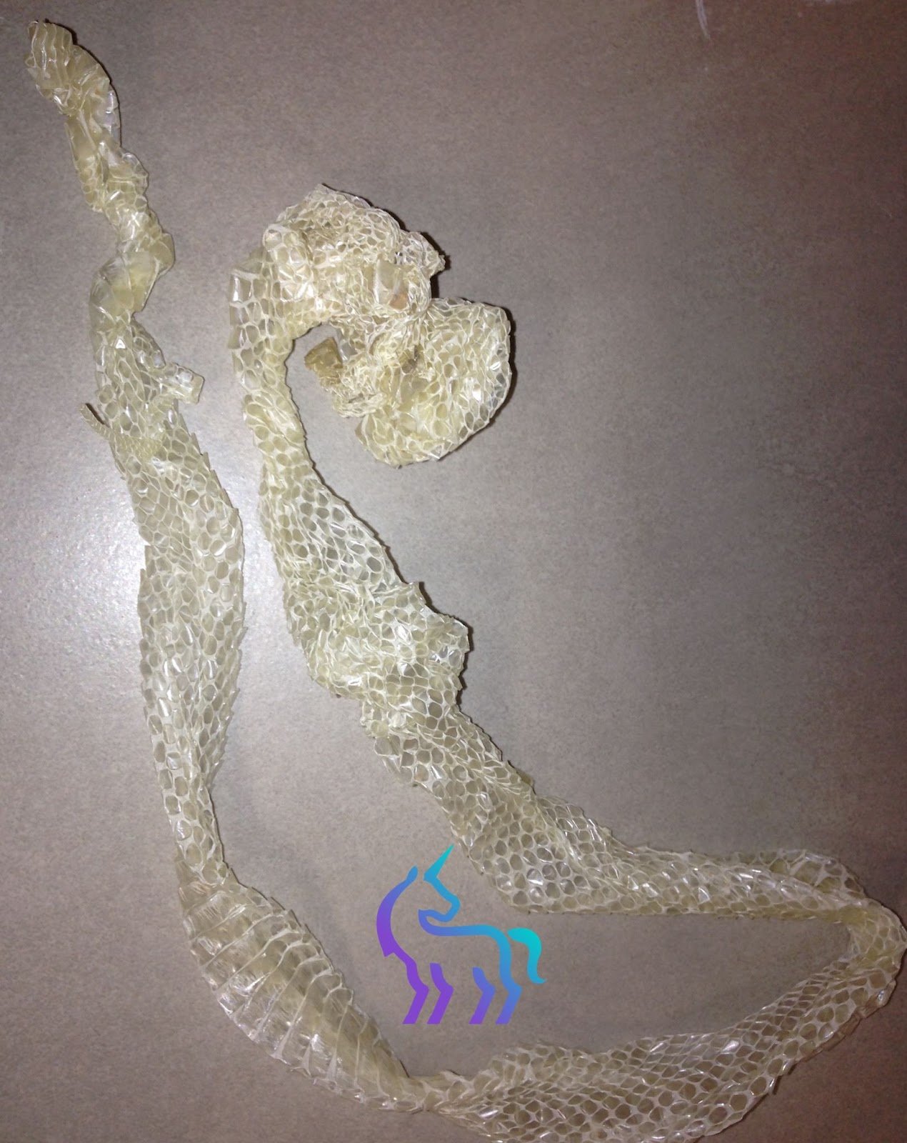 Exuvie complète de serpent