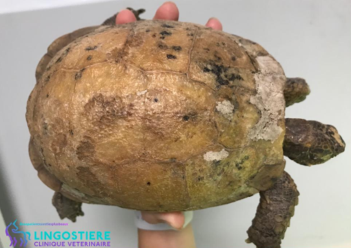 Mycose sur la carapace d'une tortue