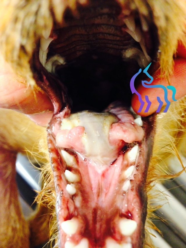 Chenilles processionnaires