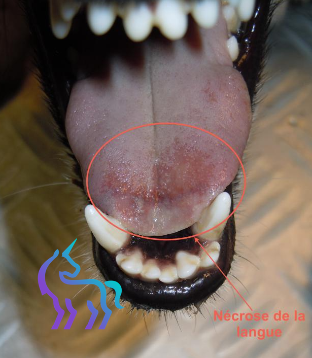 Début de nécrose de la langue chez un chien
