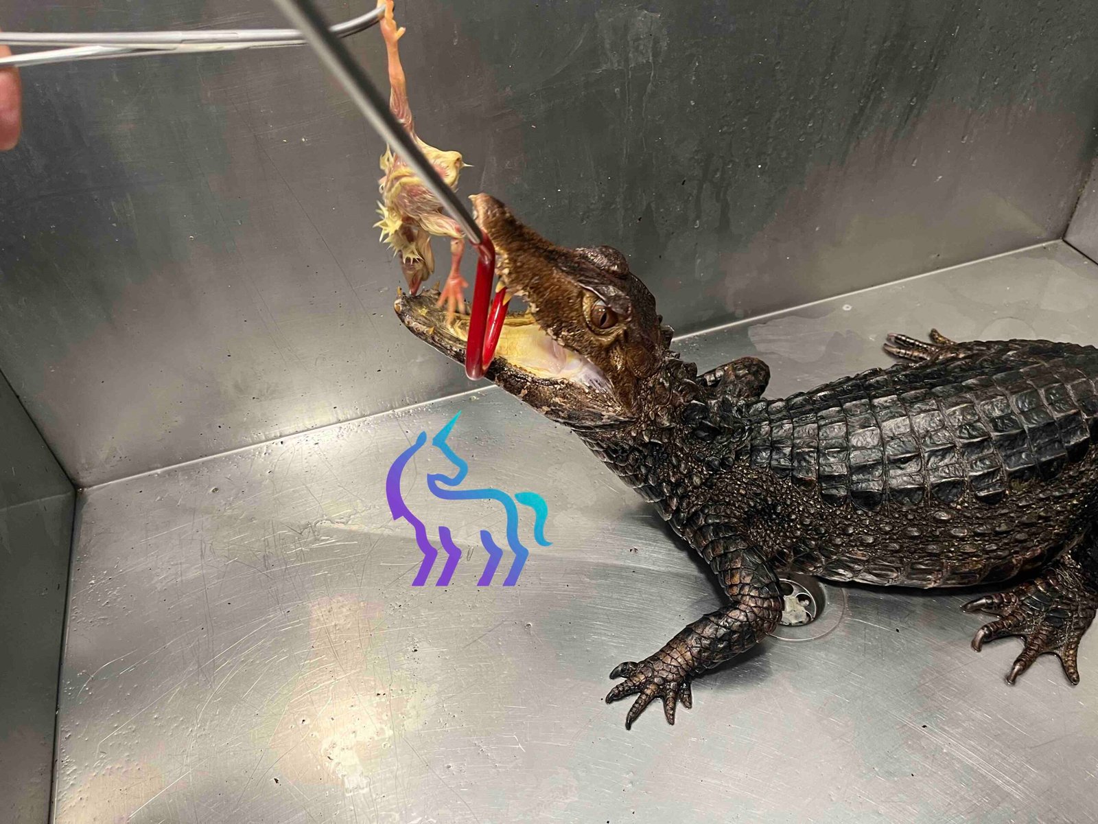 Nourrissage contrôlé d'un caïman