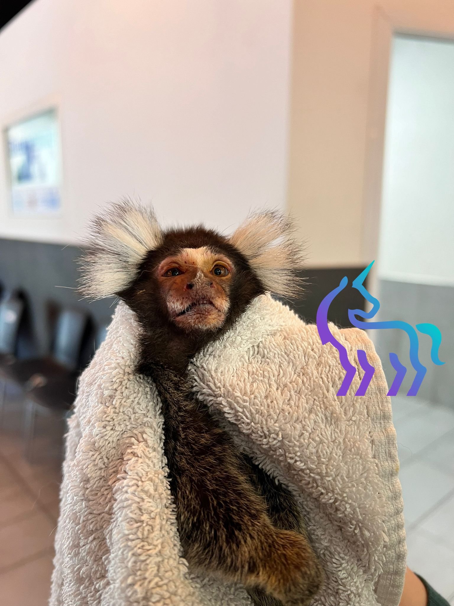 Consultation d'un ouistiti en structure spécialisée