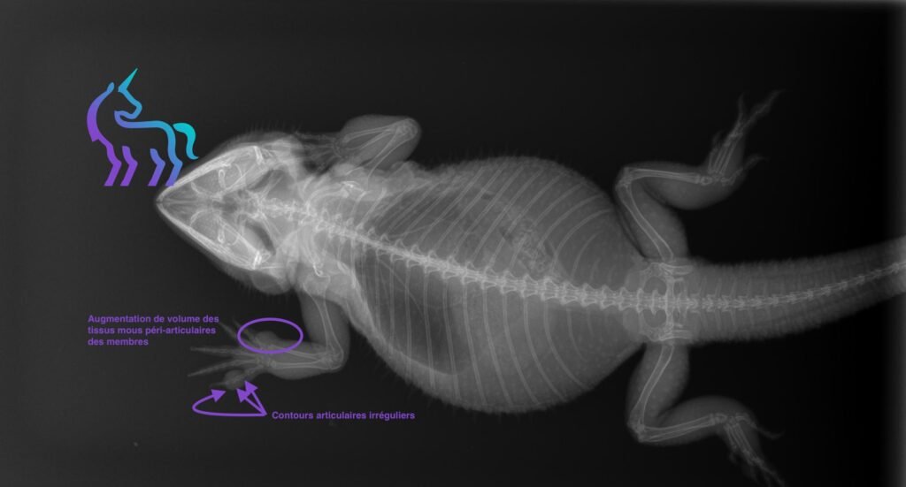 Radiographie: POGONA Goutte articulaire Lingostiere veterinaire Nice