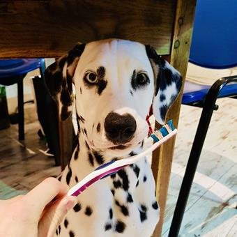 Hygiène dentaire chien - Dr Paul Ghislain