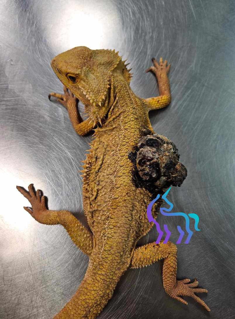 Masse pigmentée importante Pogona