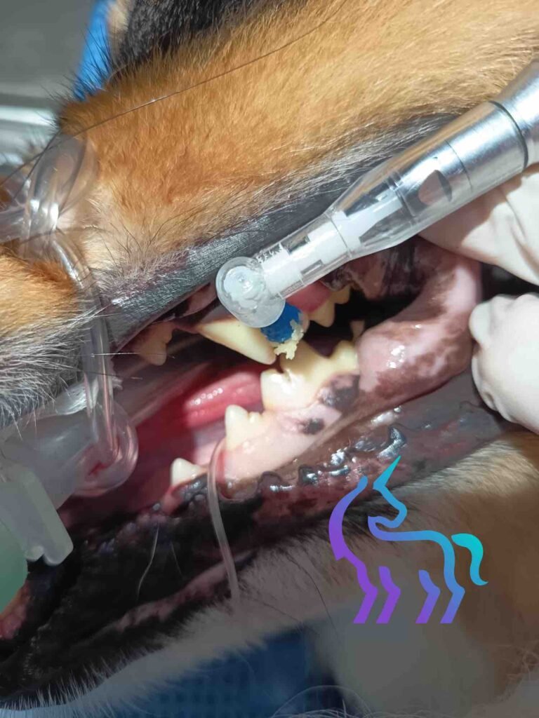 Polissage à la pâte fluorée - LIngostière Clinique Vétérinaire à Nice -
