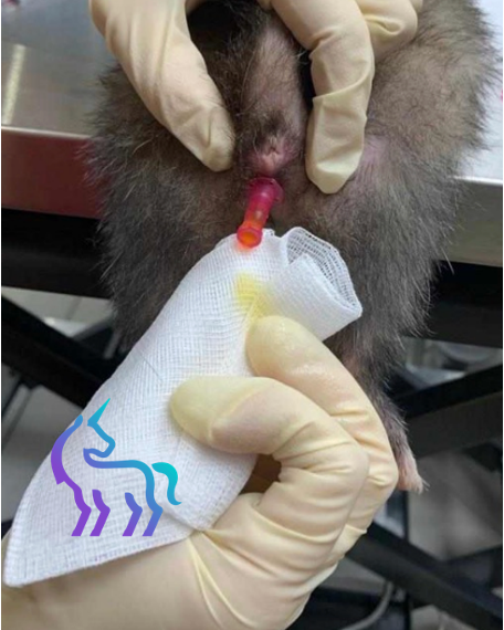 Sondage urinaire furet