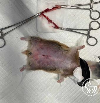 Post-opératoire hamster