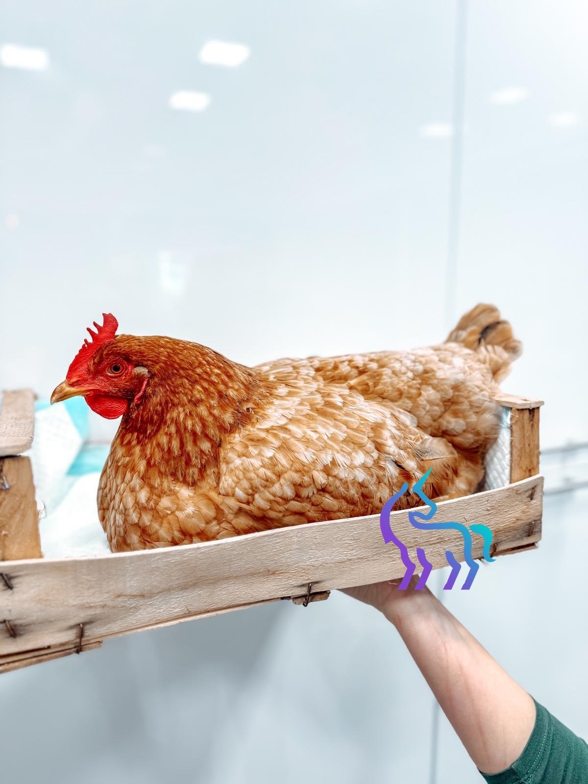 Poules et oiseaux de basse-cour