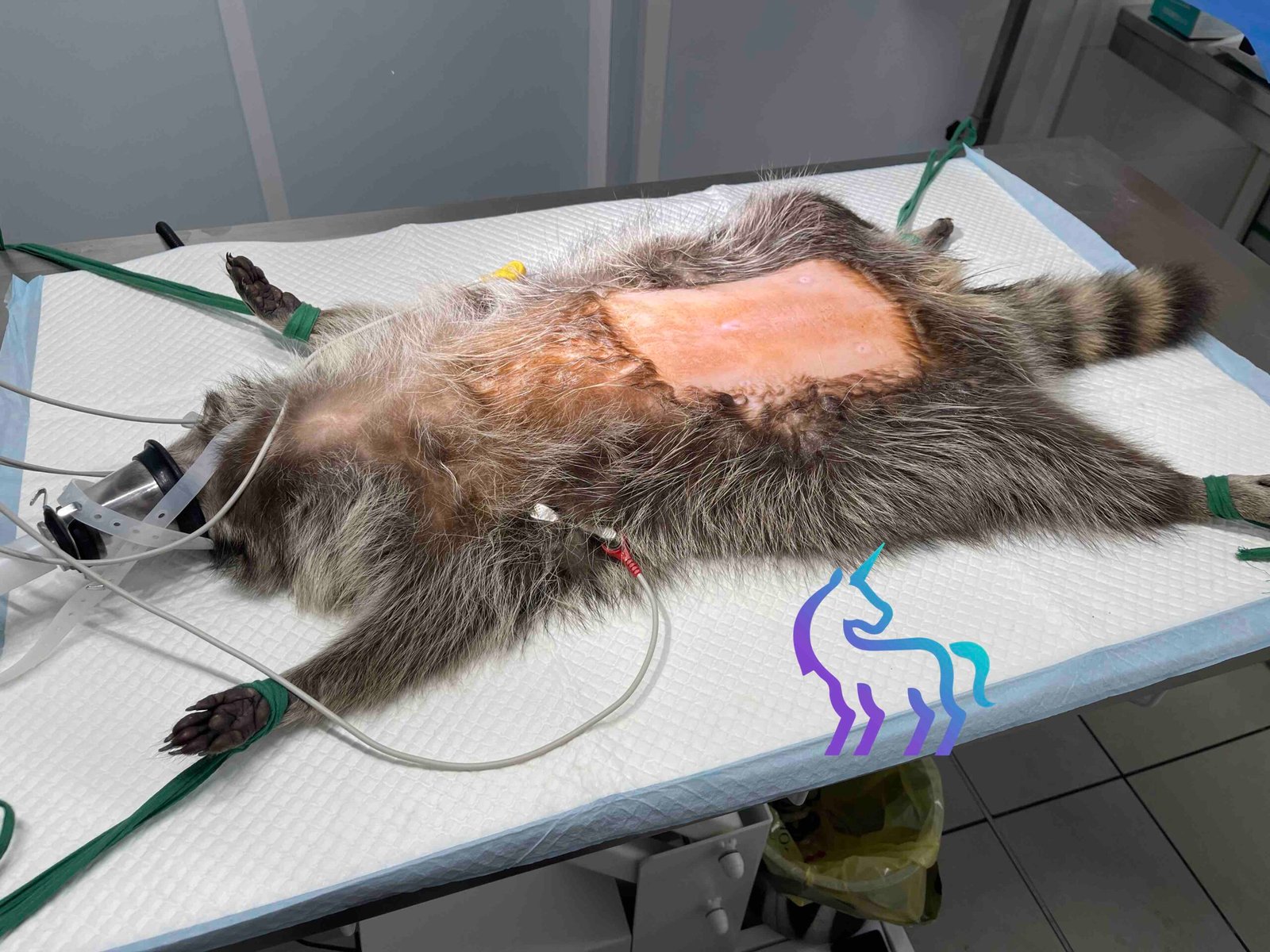 Préparation chirurgicale raton laveur