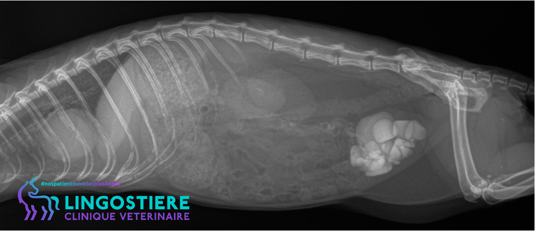 Calculs urinaires furet