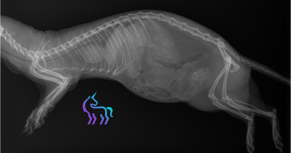 Récidive calculs furet