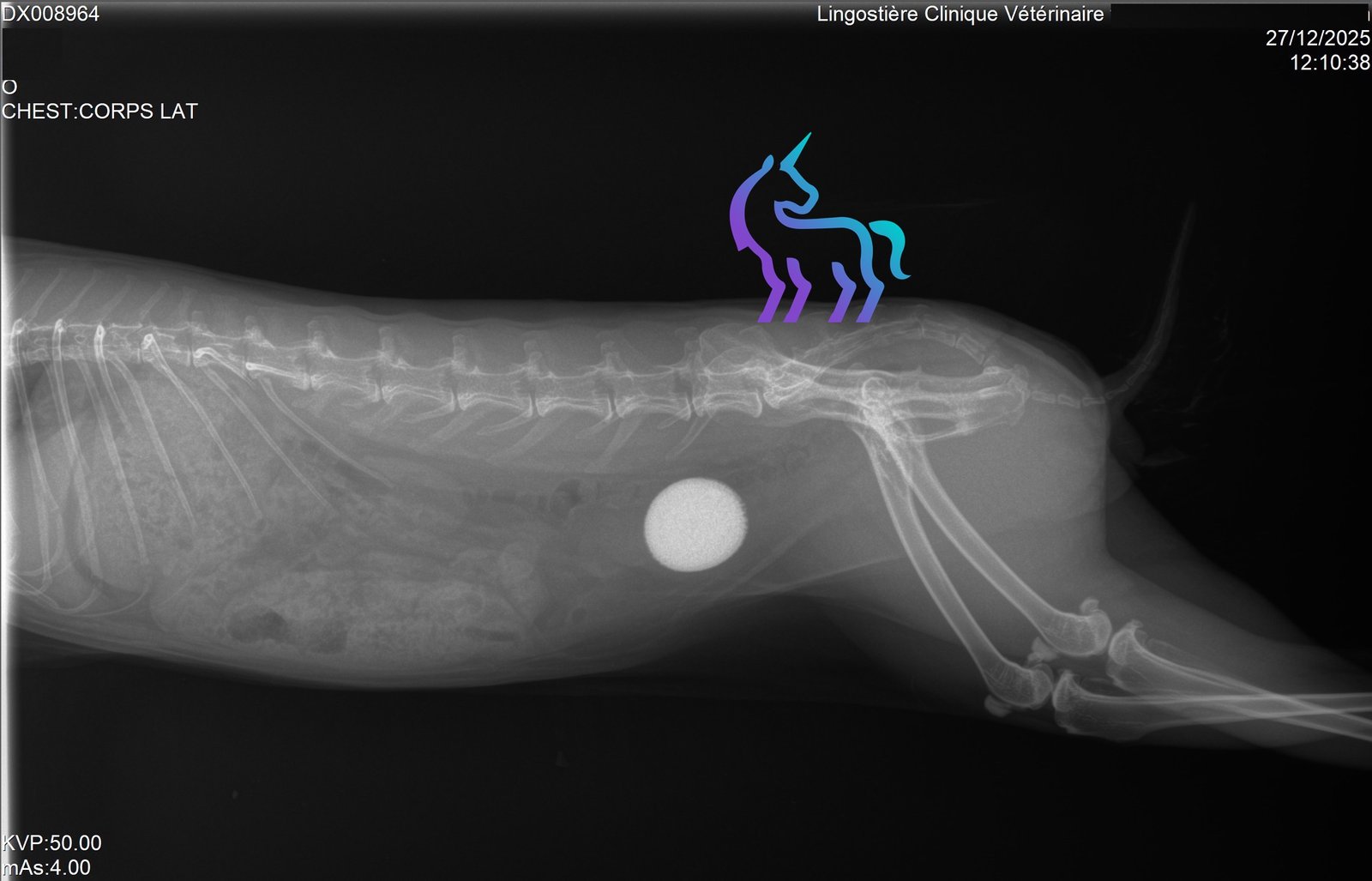 Radiographie calcul vessie lapin