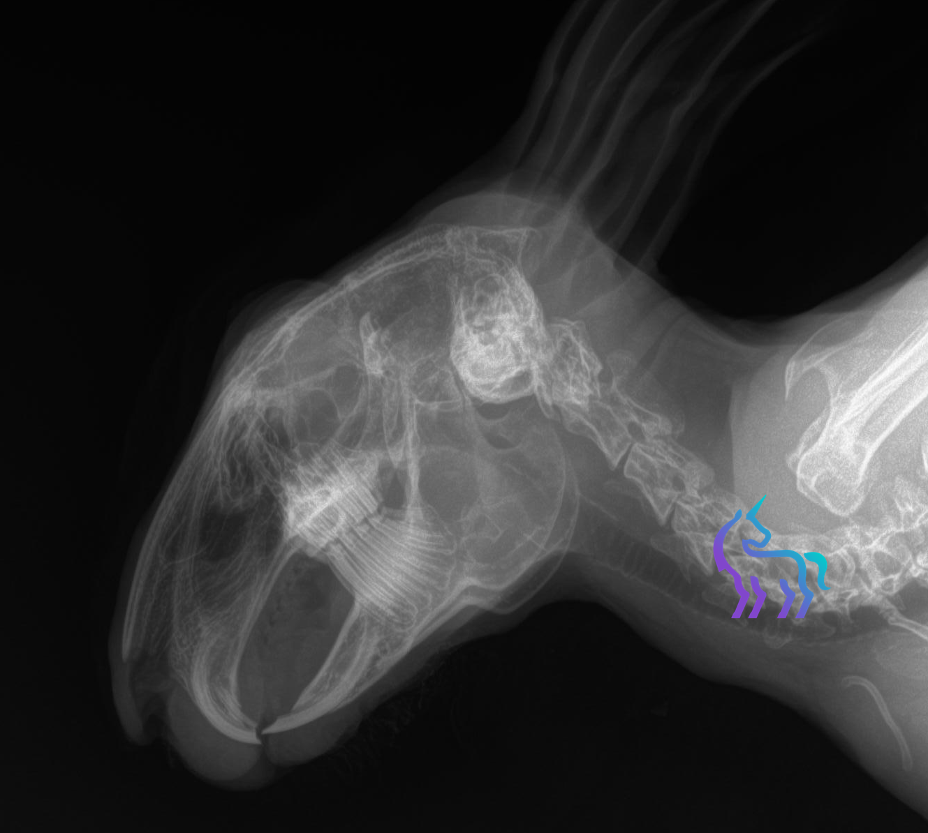 Radiographie mâchoire et sinus lapin