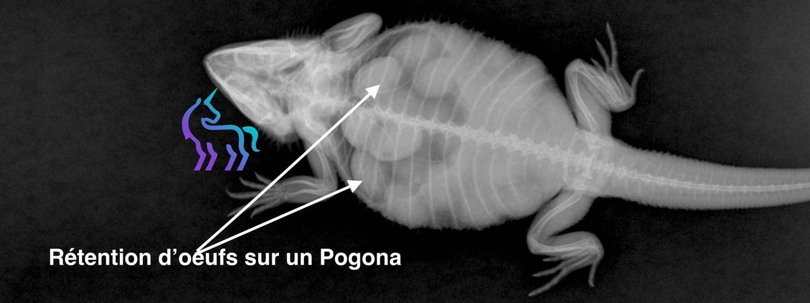 Radiographie de rétention d'œufs chez le Pogona