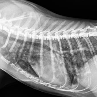 Radiographie thoracique chat strongles pulmonaires
