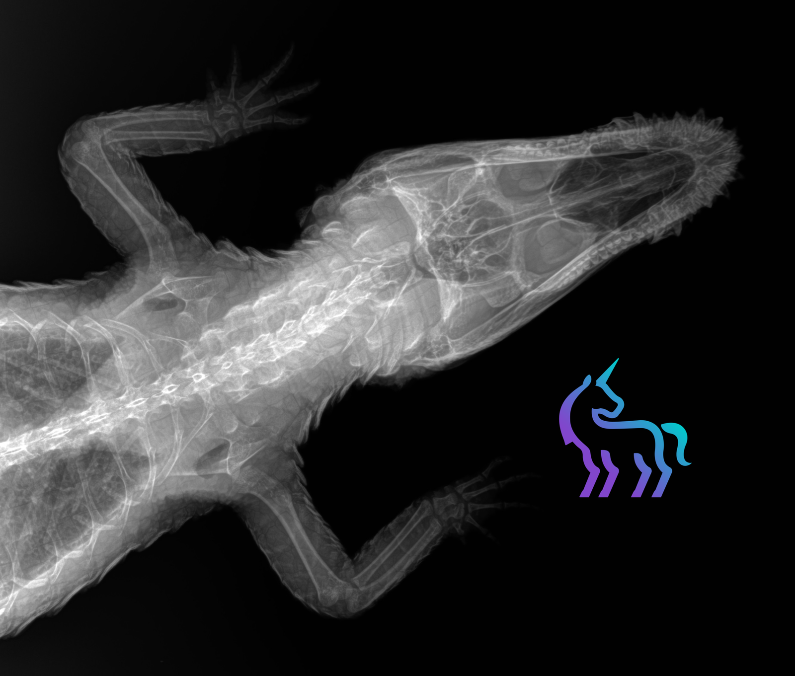 Radiographie d'un caïman - Clinique vétérinaire Lingostière Nice
