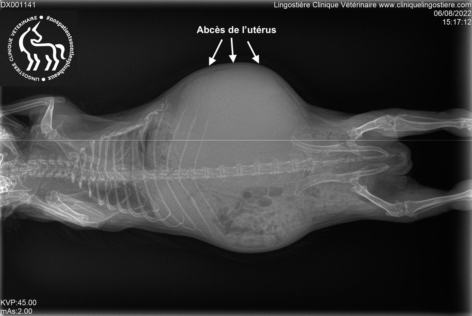 Radiographie abcès utérus cobaye