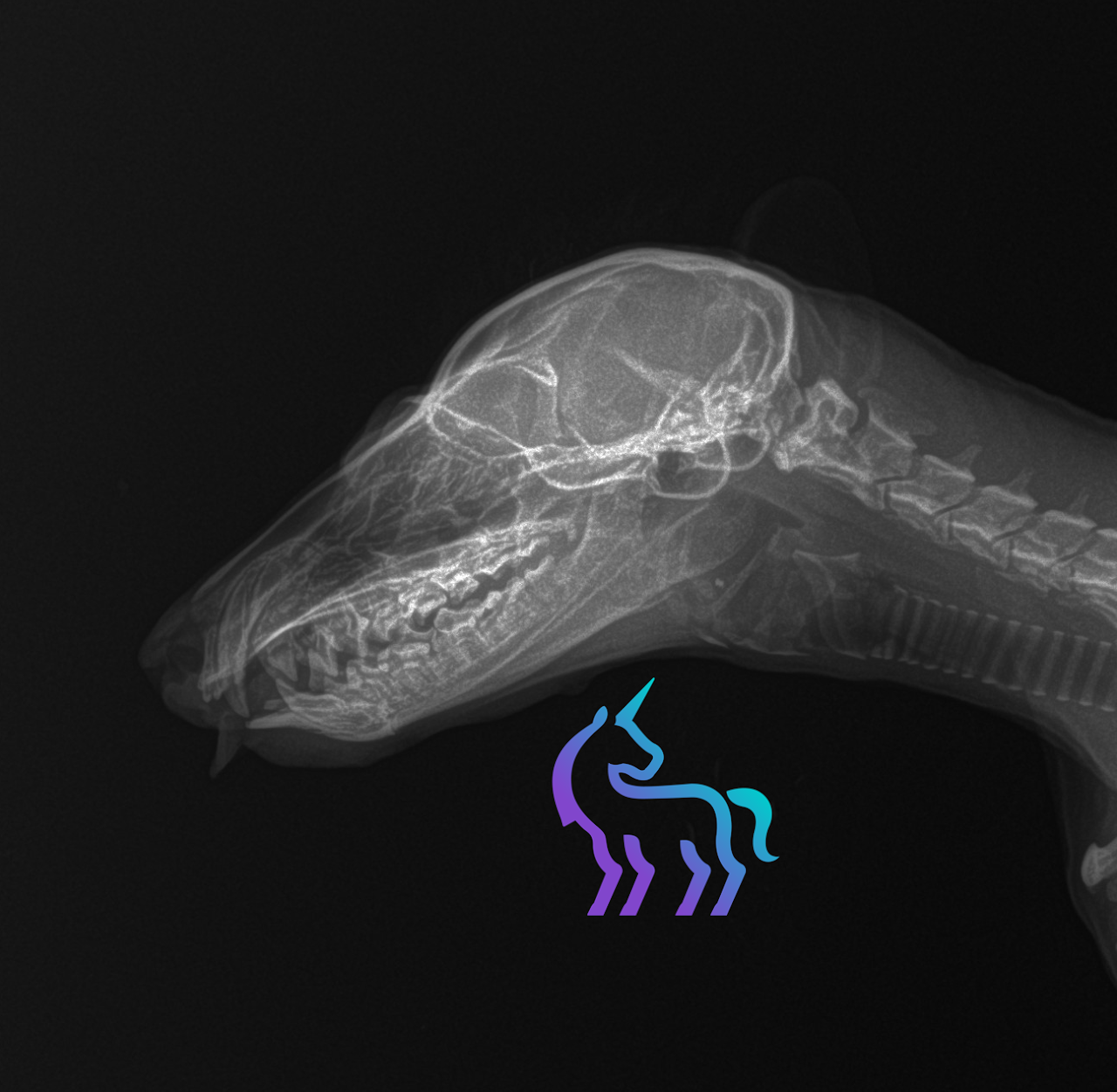 Radiographie du crâne d'un lémurien