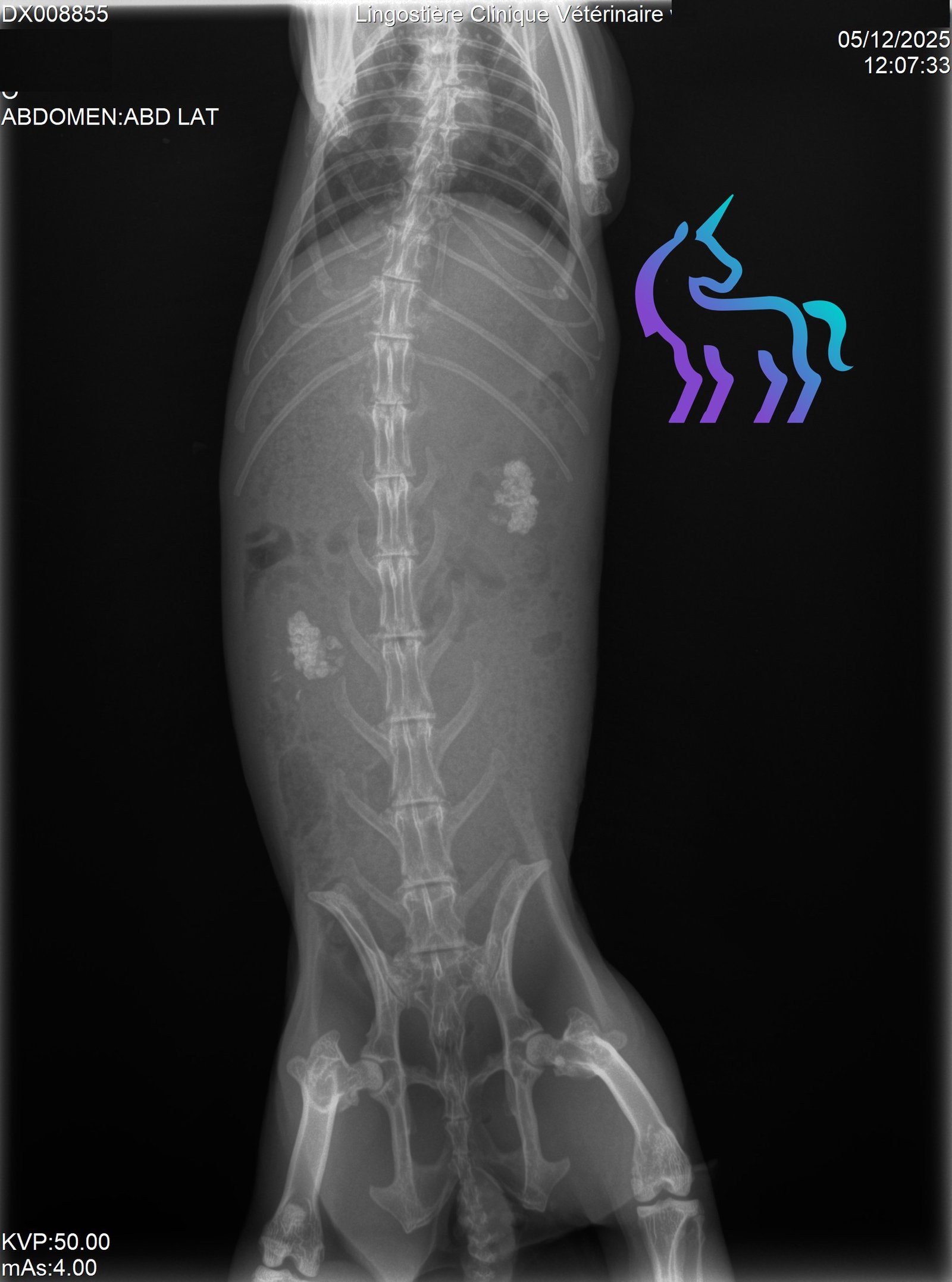 Calculs rénaux lapin