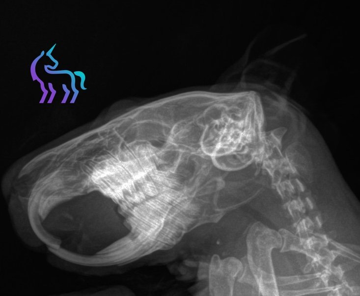 Radiographie dentaire cobaye