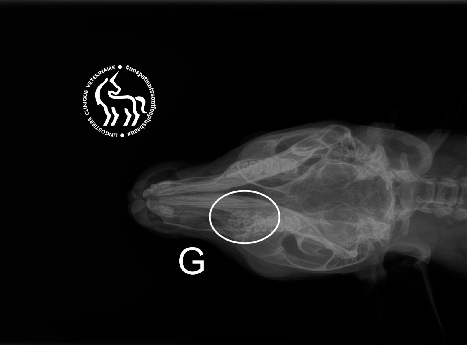 Radiographie dentaire wallaby