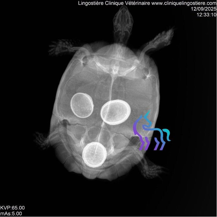 Radio rétention tortue Lingostière