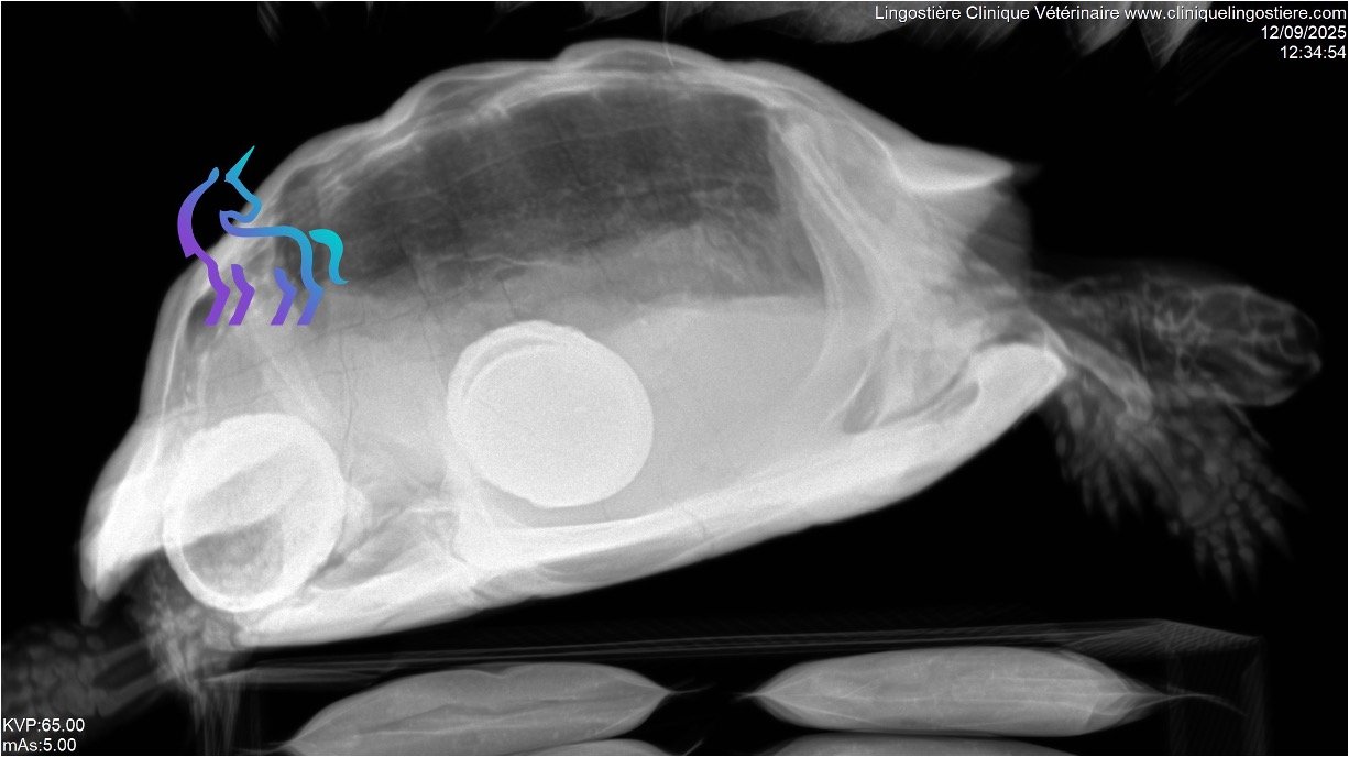 Radiographie dystocie tortue Nice