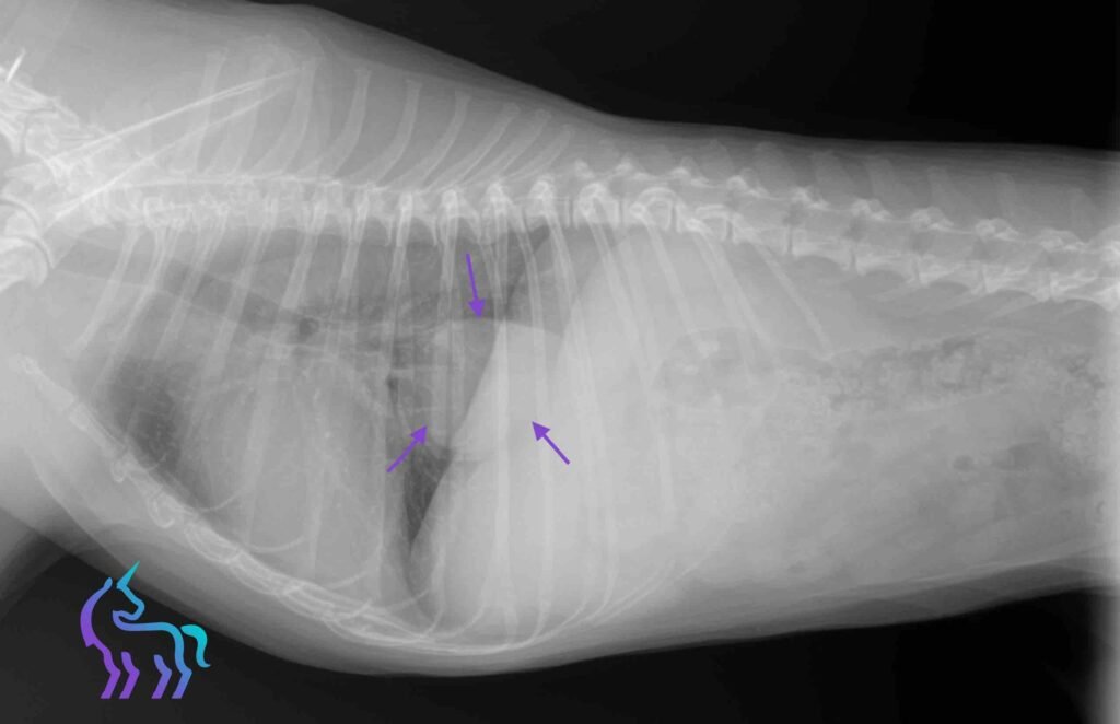 Masse pulmonaire située dans le lobe caudal droit, compatible en priorité avec un processus néoplasique comme un carcinome. -Service imagerie - Lingostière Vétérinaire à Nice