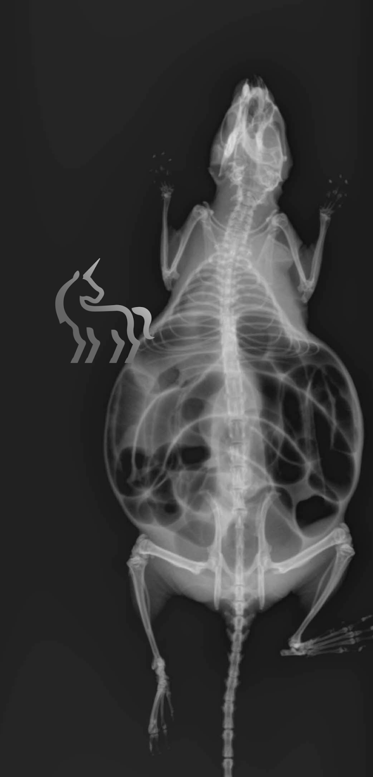Radiographie mégacôlon rat