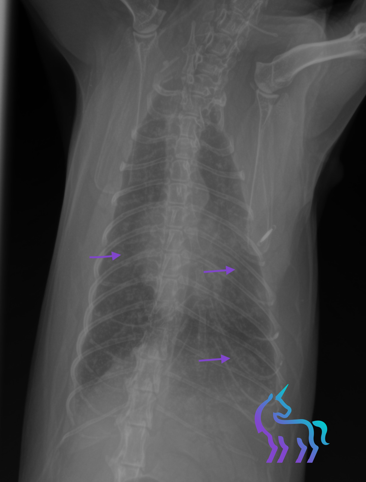 Dissémination métastatique diffuse sur l'ensemble des lobes - Chat