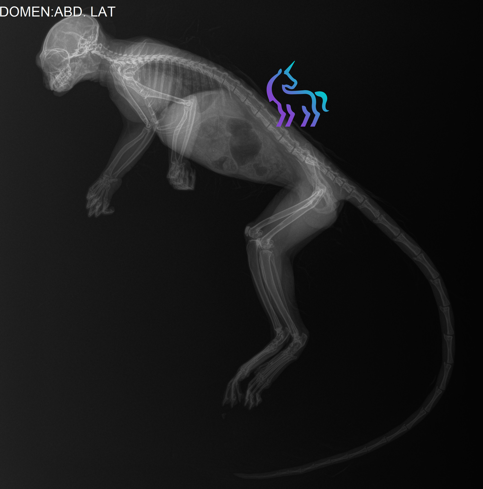 Analyse radiographique d'un ouistiti