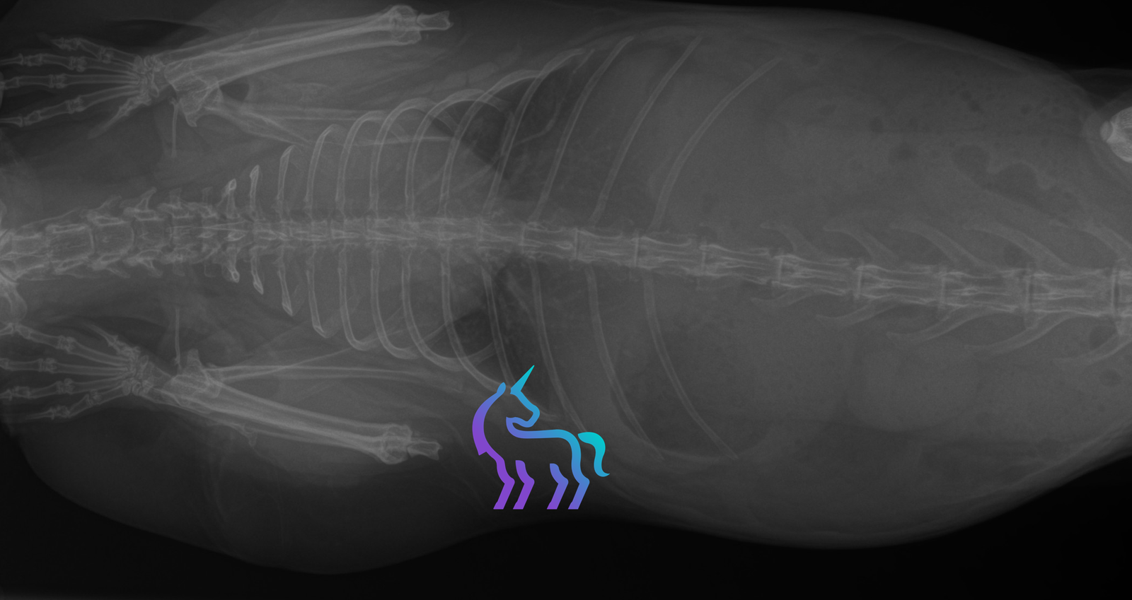 Radiographie pulmonaire d'un lapin avec thymome