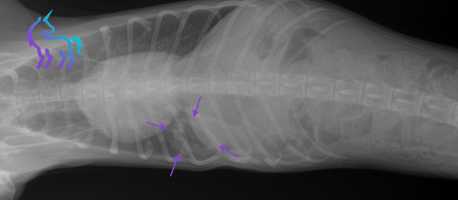 Radiographie thoracique chien - Diagnostic abcès pulmonaire