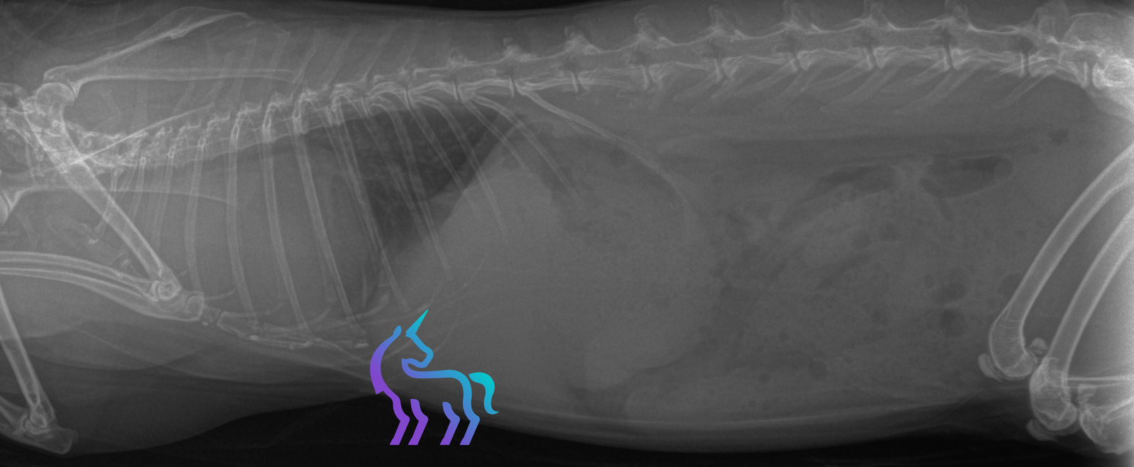 Vue radiographique complémentaire thymome