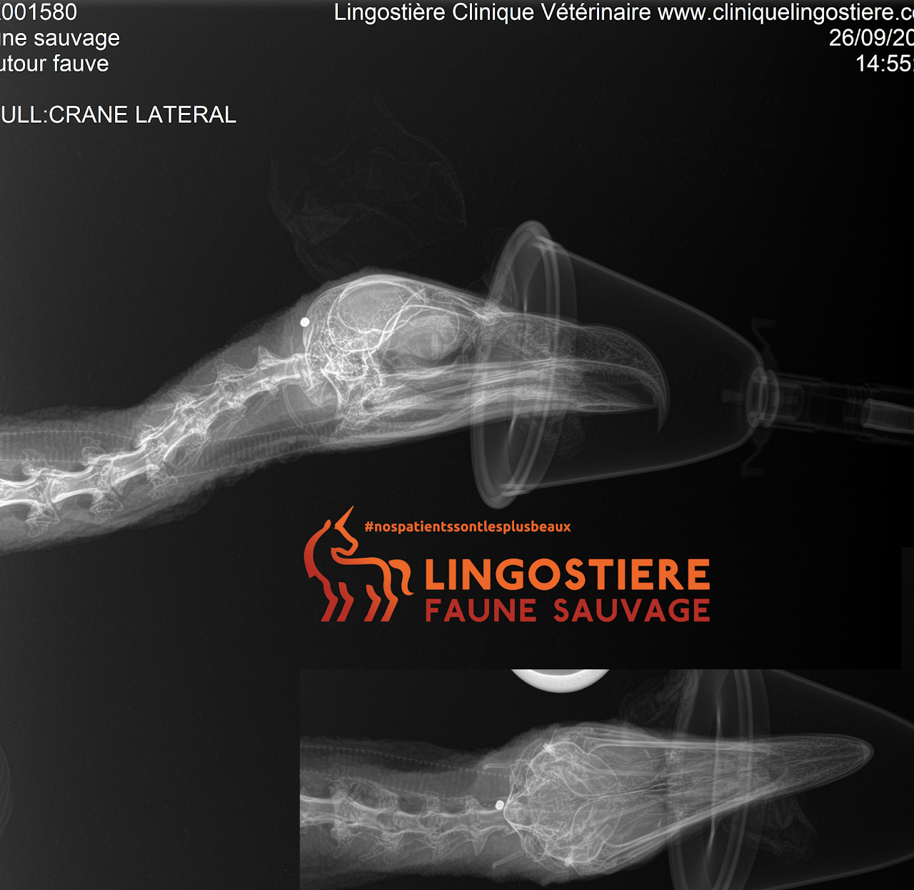 Radiographie crâne vautour