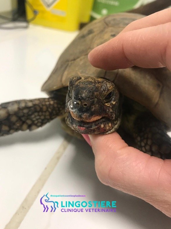 Rhinite tortue grecque