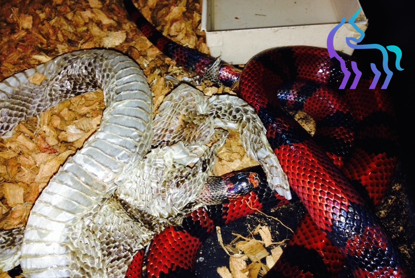 Serpent en phase d'opacification