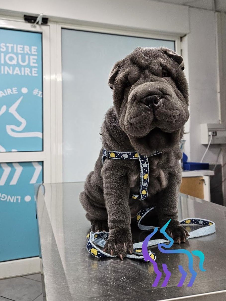 Shar Pei Olga