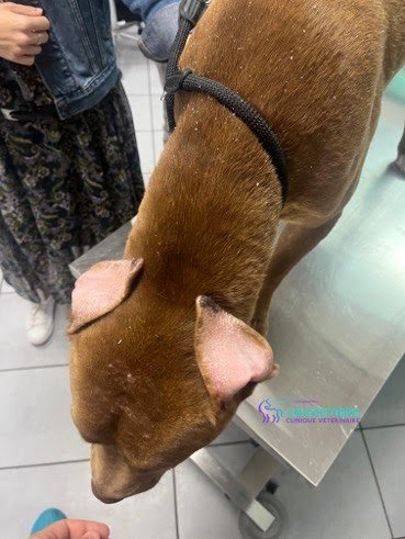 Sirius, chien malade de la leishmaniose 2