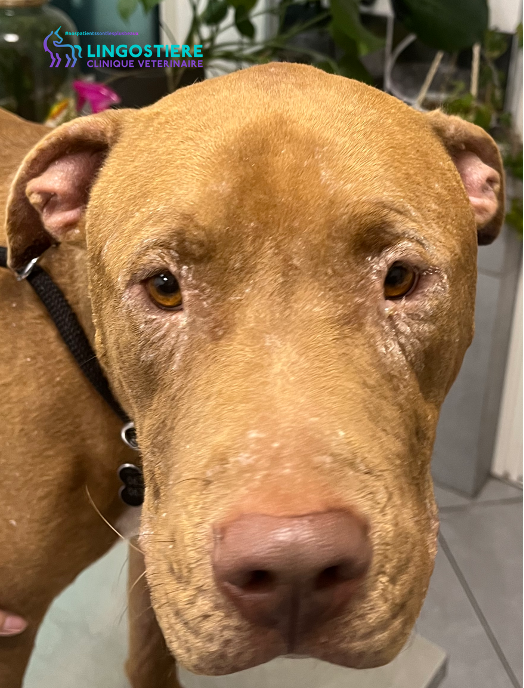 Sirius chien malade leishmaniose