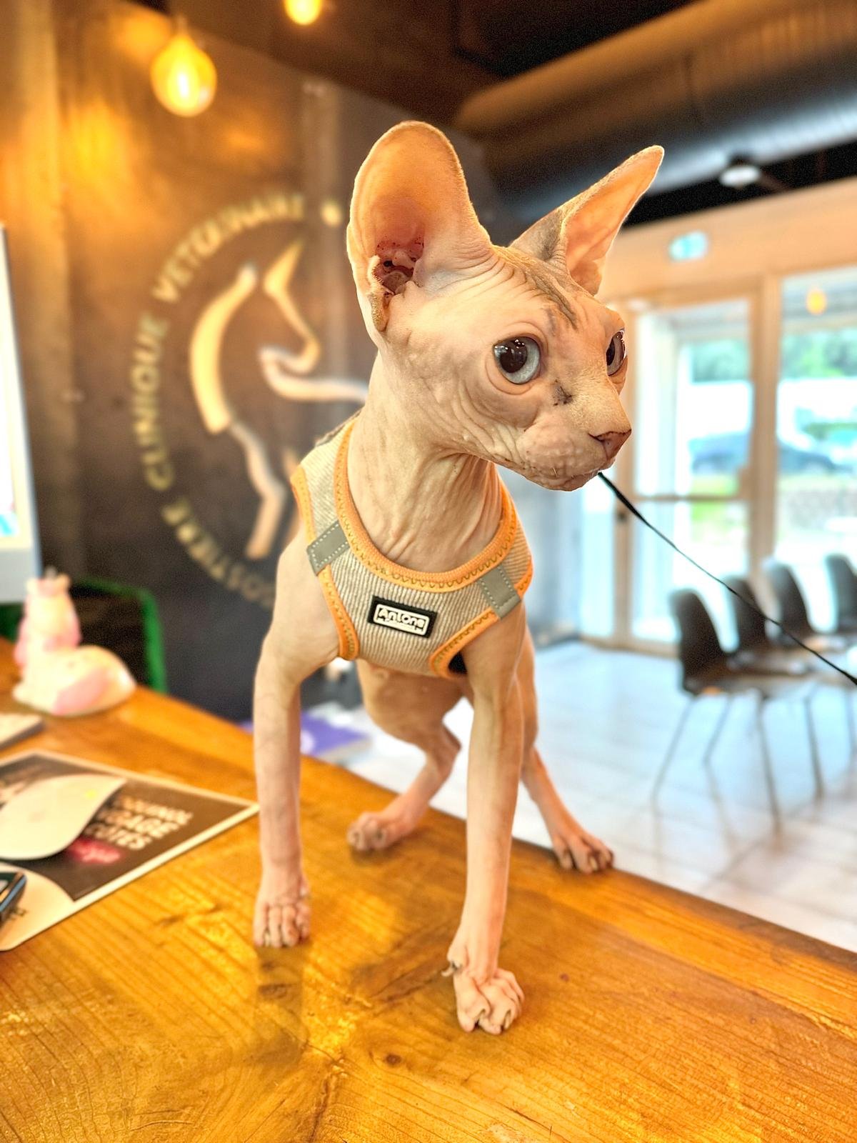 Sphynx Scarlett