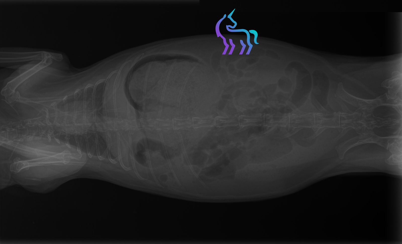 Radio stase gastrique