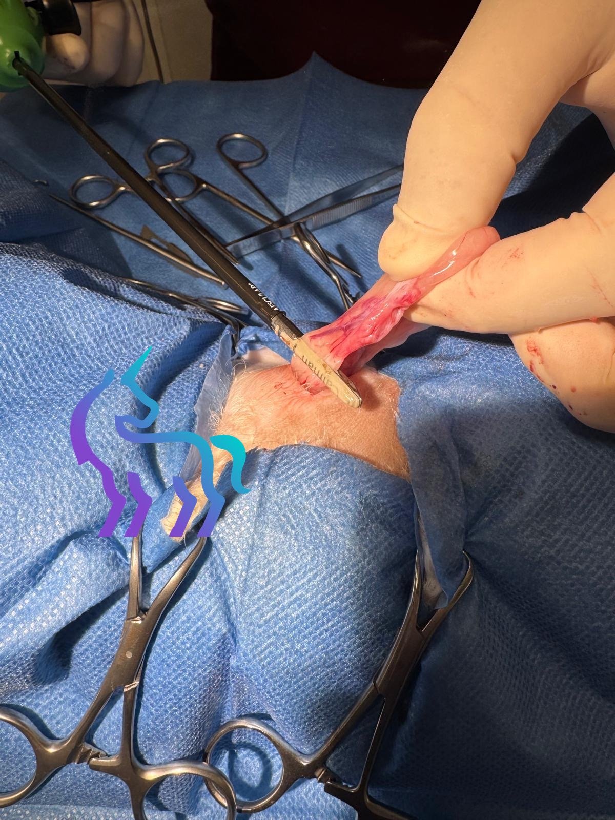 Stérilisation chienne par thermofusion